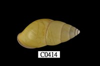 藏品(黃雙左旋蝸牛)的圖片